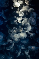a bunch of jellyfish floating in the water