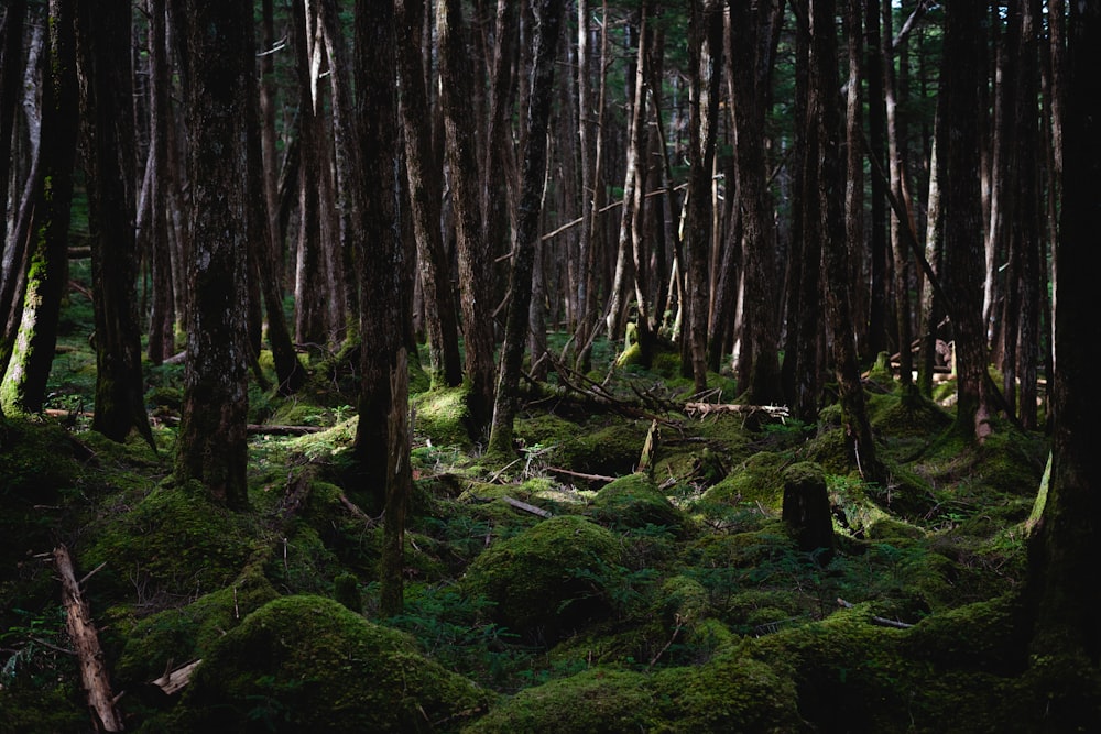 Ein Wald mit vielen Bäumen, die mit grünem Moos bedeckt sind