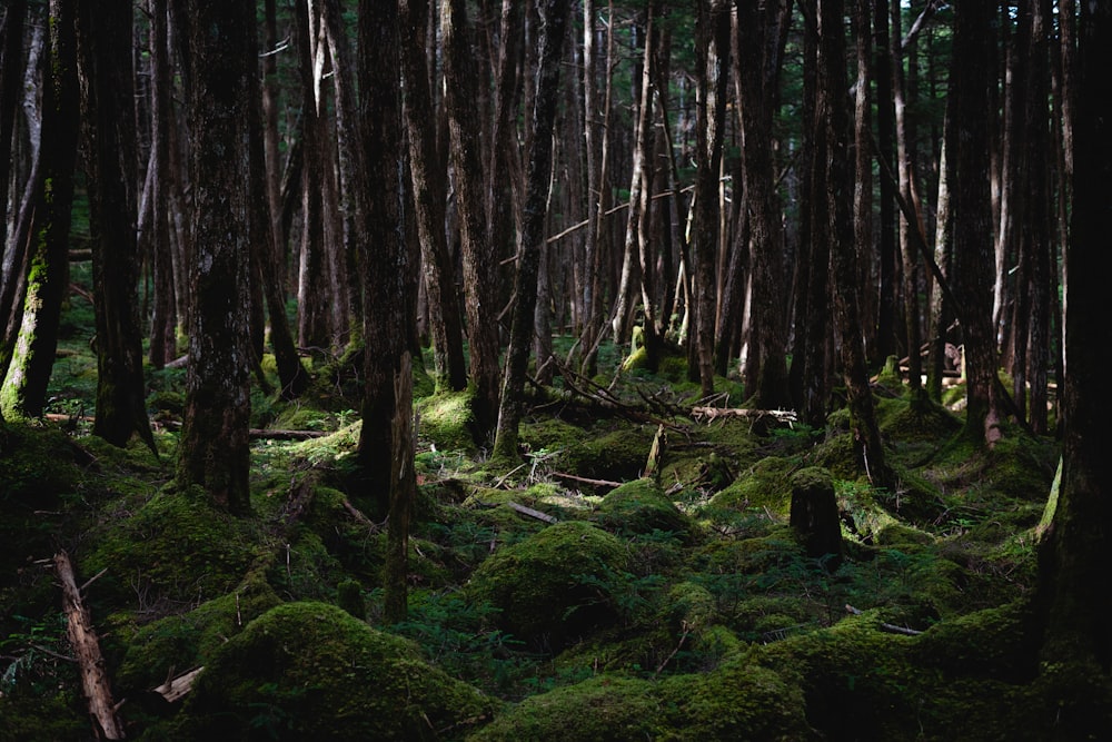 a forest filled with lots of trees covered in green moss