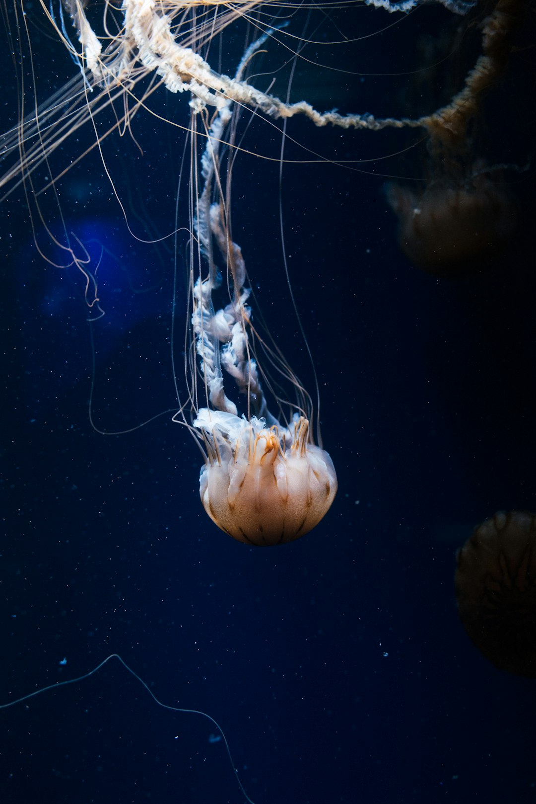 white jellyfish in blue water