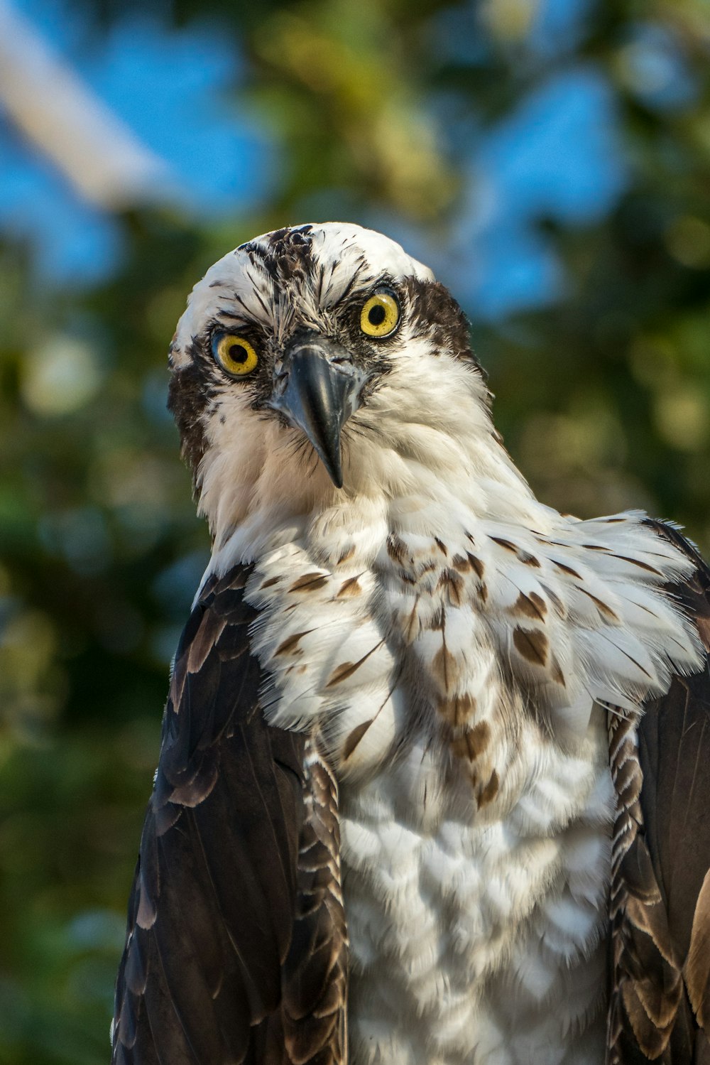 white and black eagle in tilt shift lens