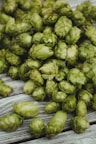 Houblon