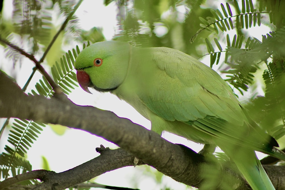 green bird on brown tree branch