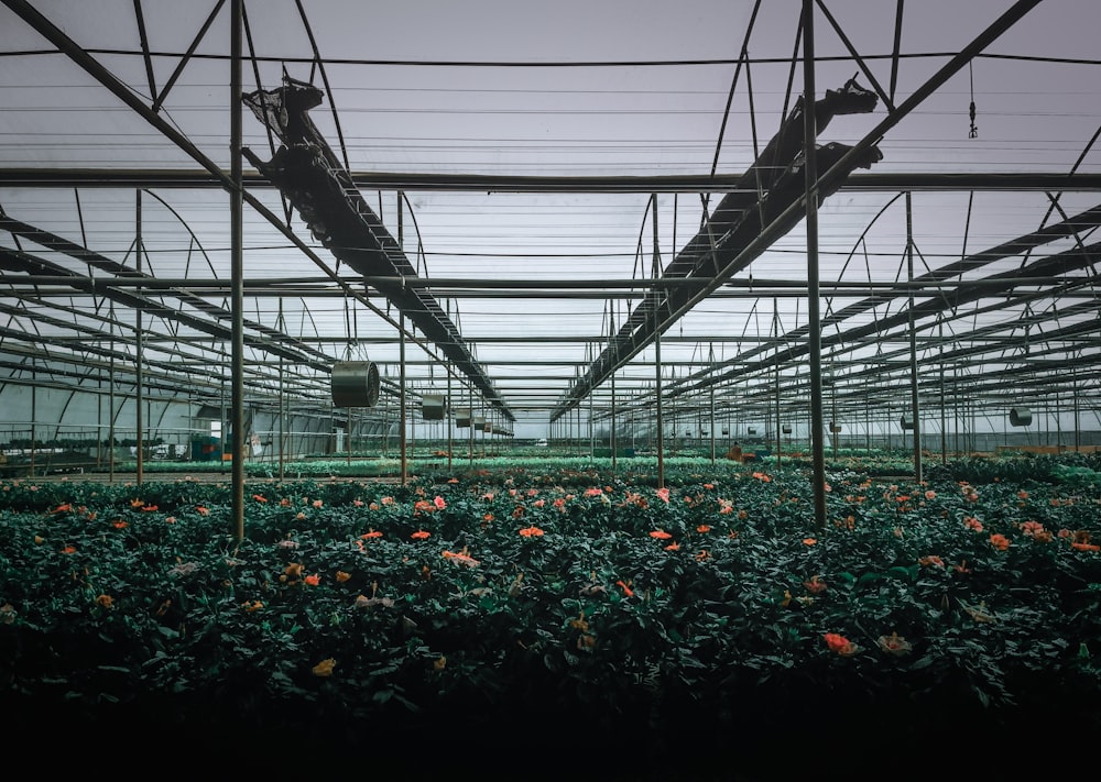 green plants on a greenhouse