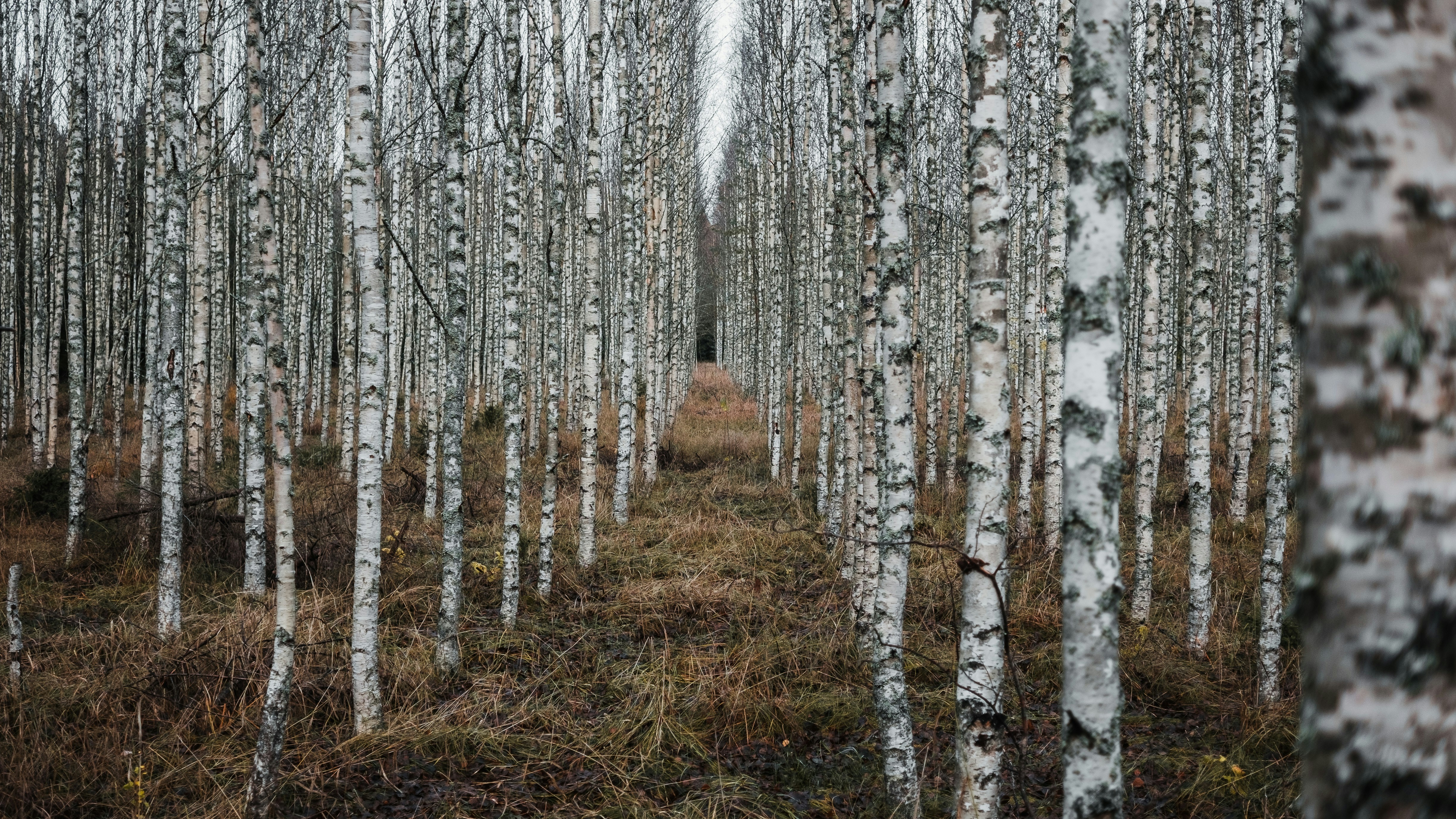 Photo by niklasveenhuis