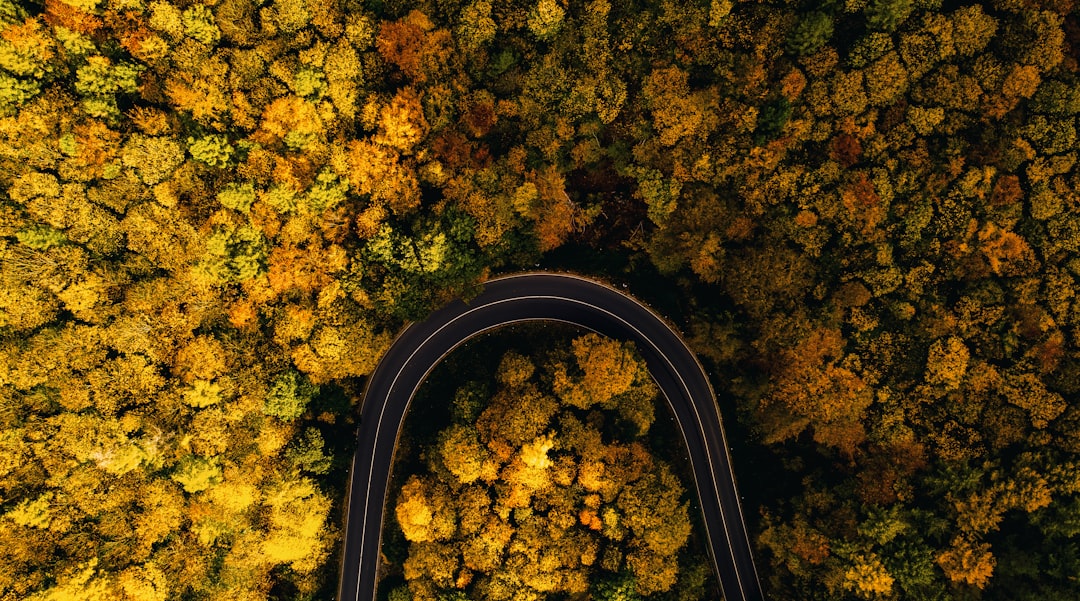 black car on road in between trees