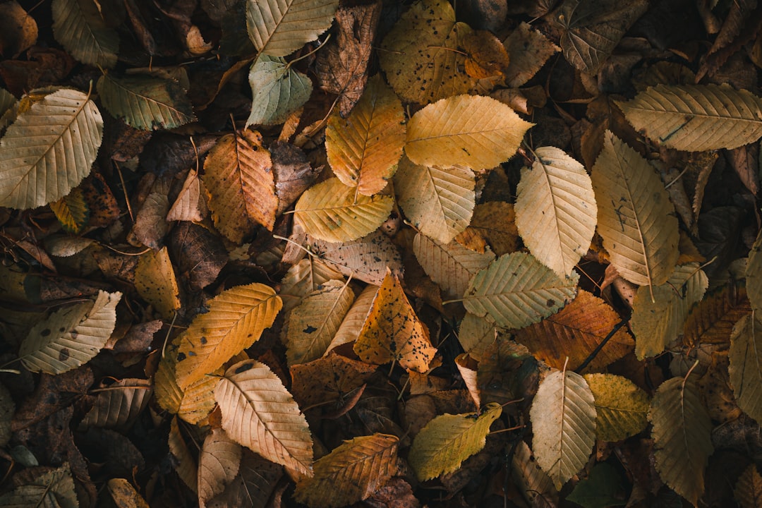 brown dried leaves on ground