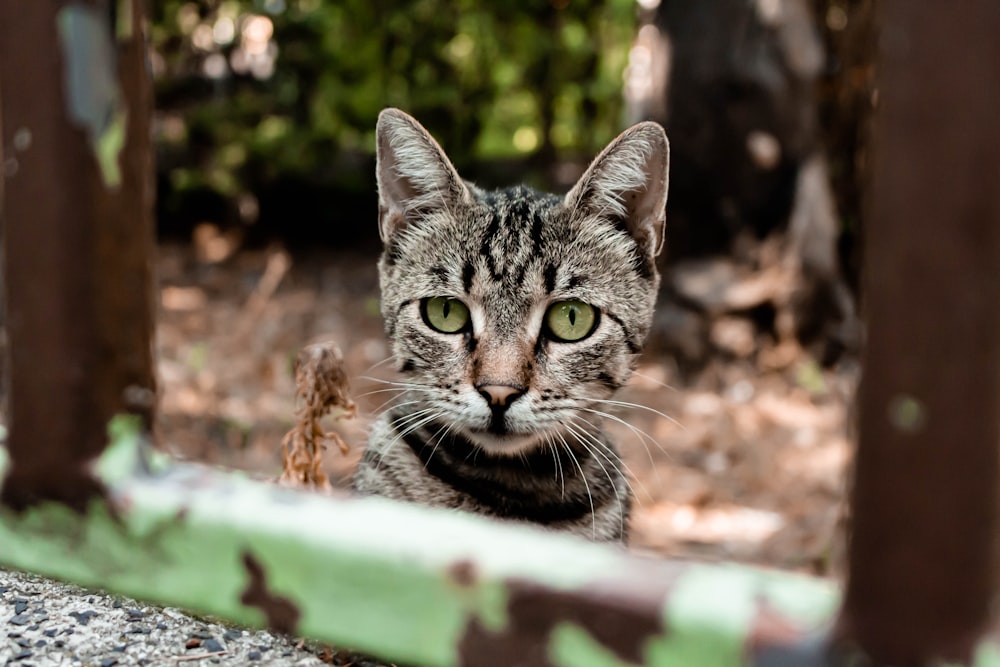 silver tabby cat on green wooden fence during daytime