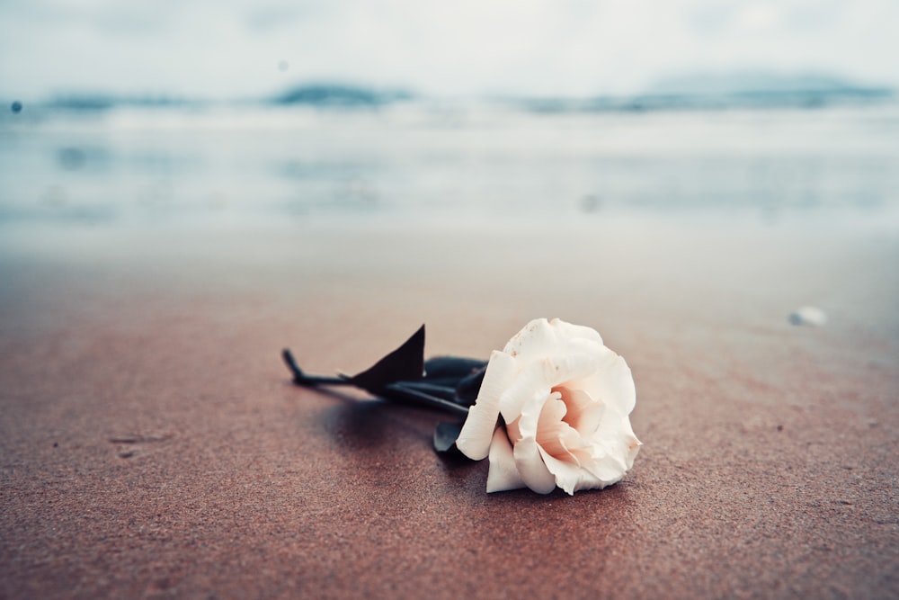 white rose on brown sand