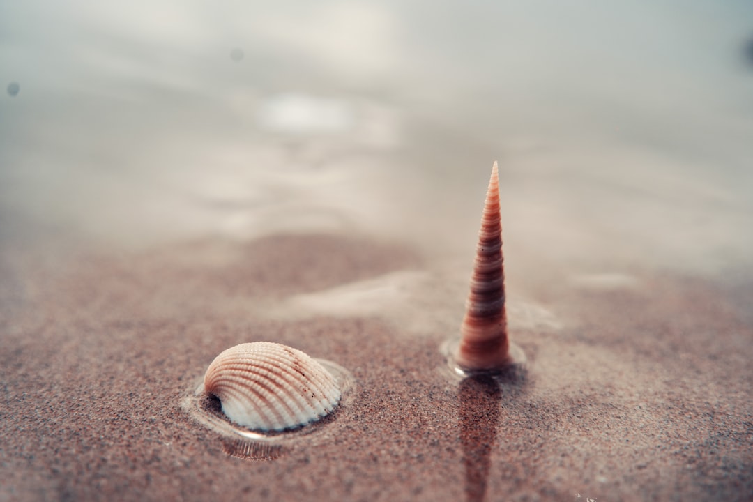 brown and white seashell on brown sand