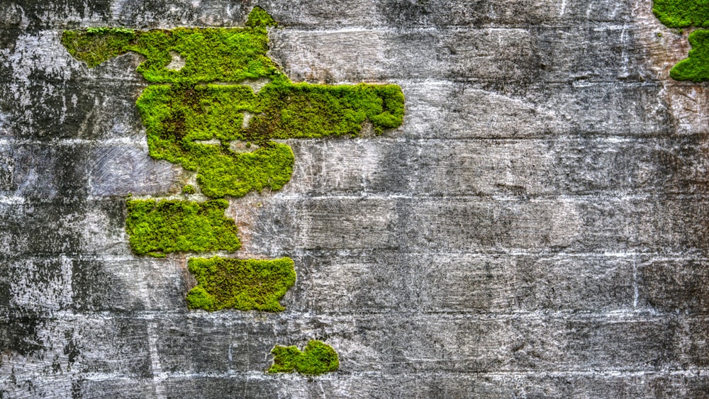grey concrete wall with green moss