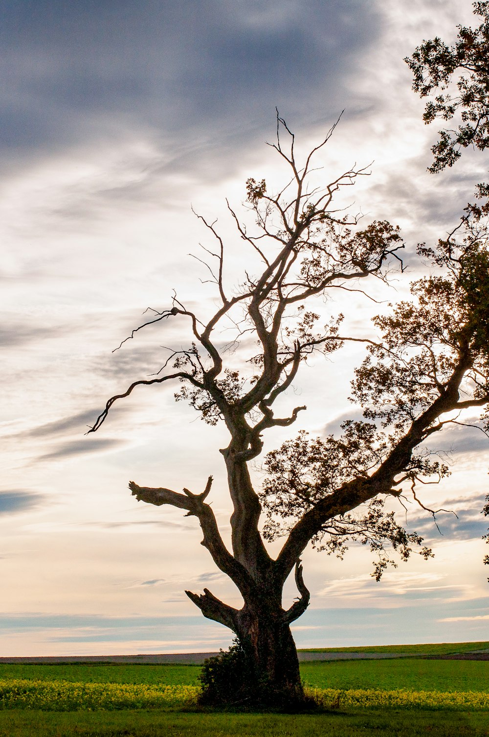 leafless tree under white clouds