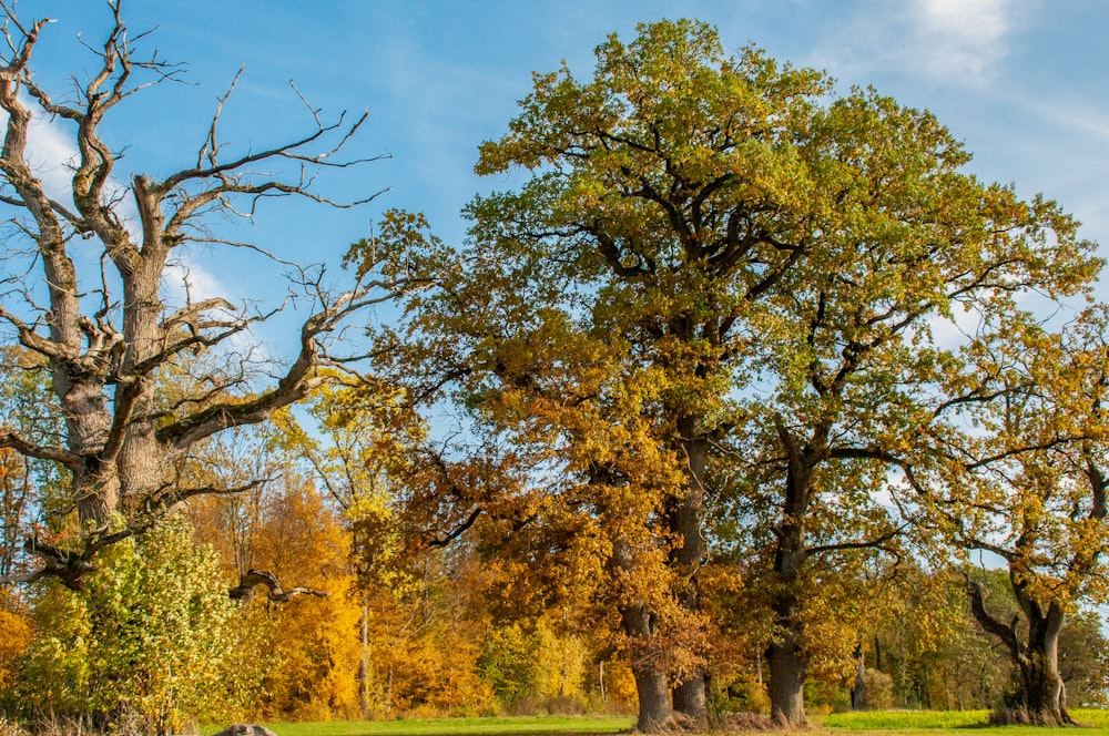 green and brown trees under blue sky during daytime