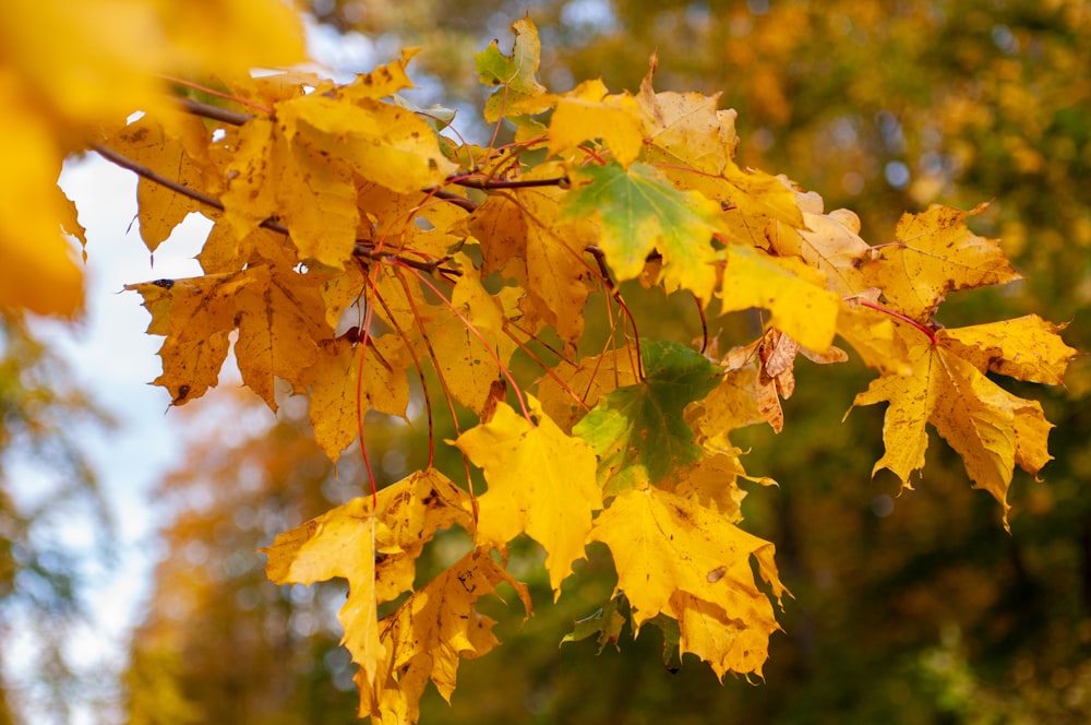 yellow and green maple leaves