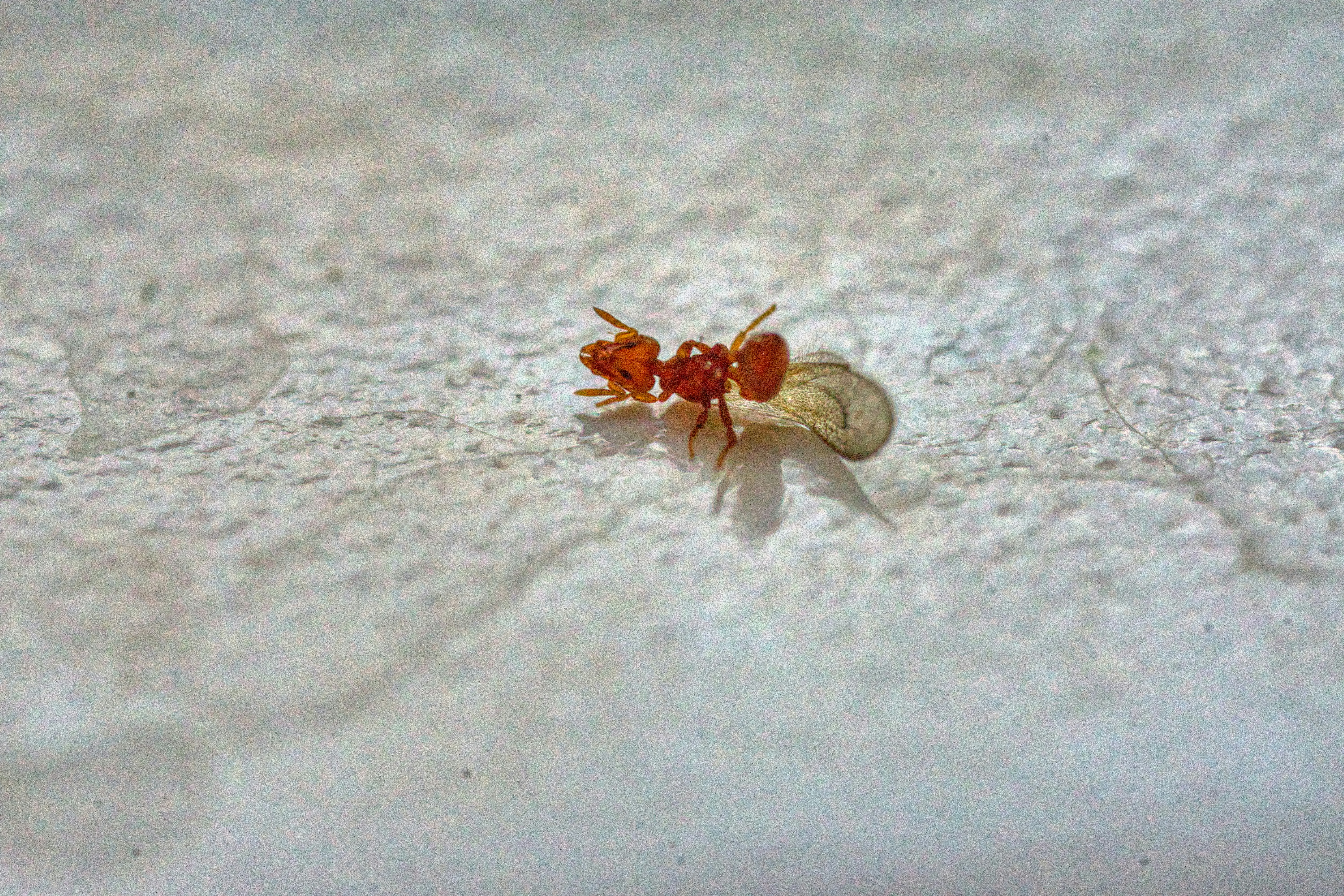 brown and black ant on white textile