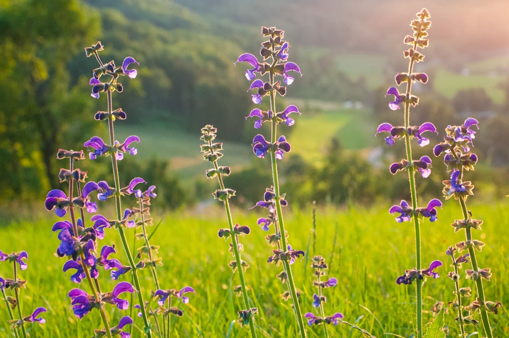 purple flower on green grass field during daytime