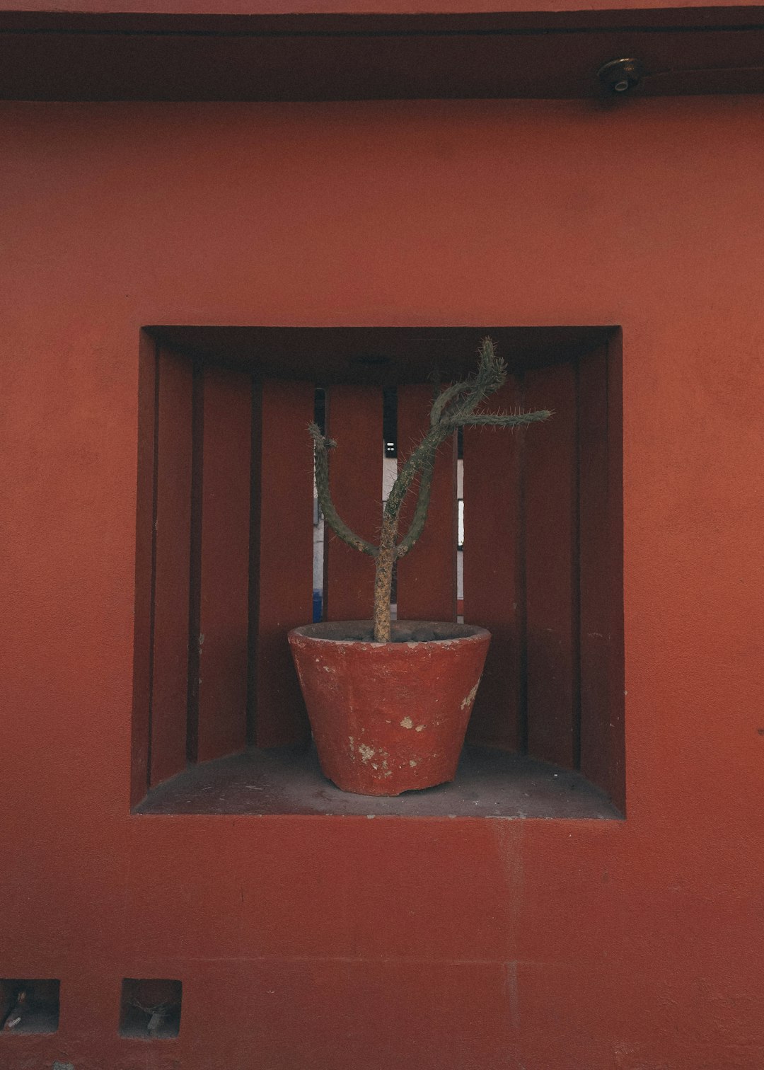 brown potted plant on gray concrete window