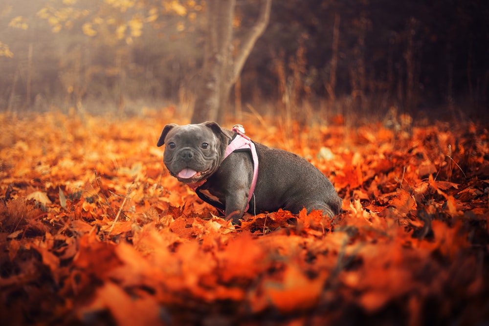 black and white american pitbull terrier puppy on brown dried leaves