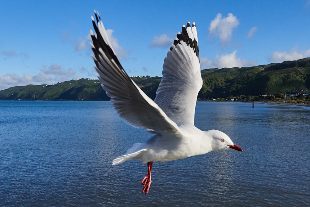 Goéland blanc volant au-dessus de la mer pendant la journée