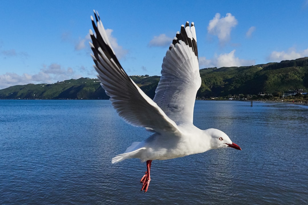 Seagull, Petone Beach, Wellington, New Zealand.