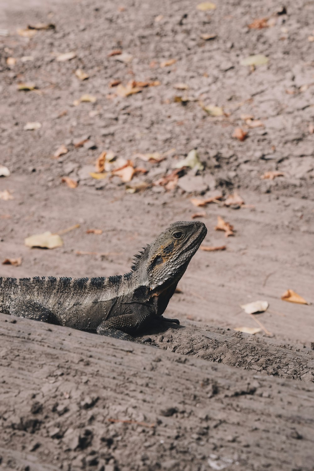 black and white lizard on ground