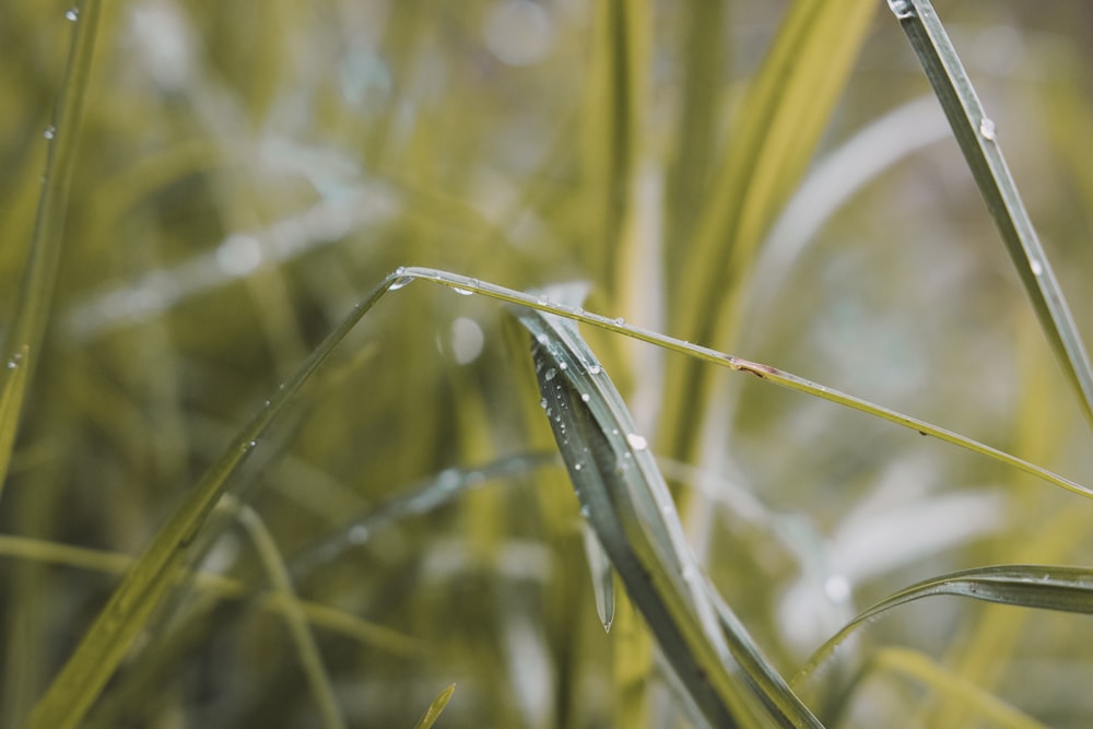 green grass in close up photography