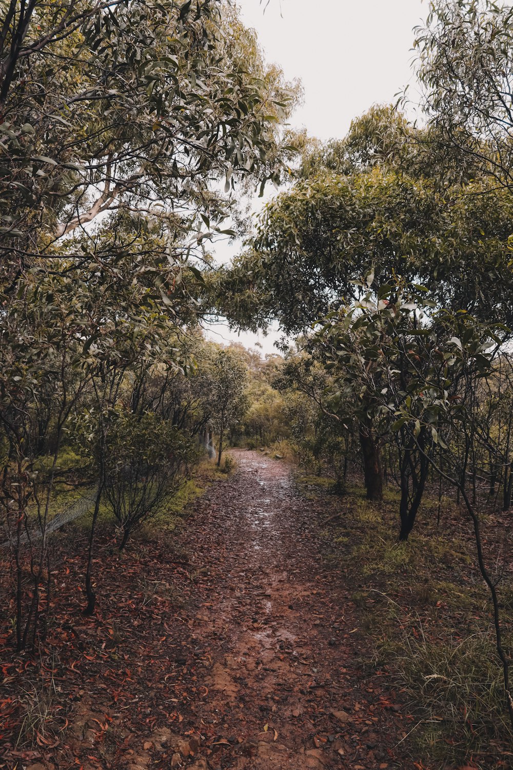 brown dirt road between green trees during daytime