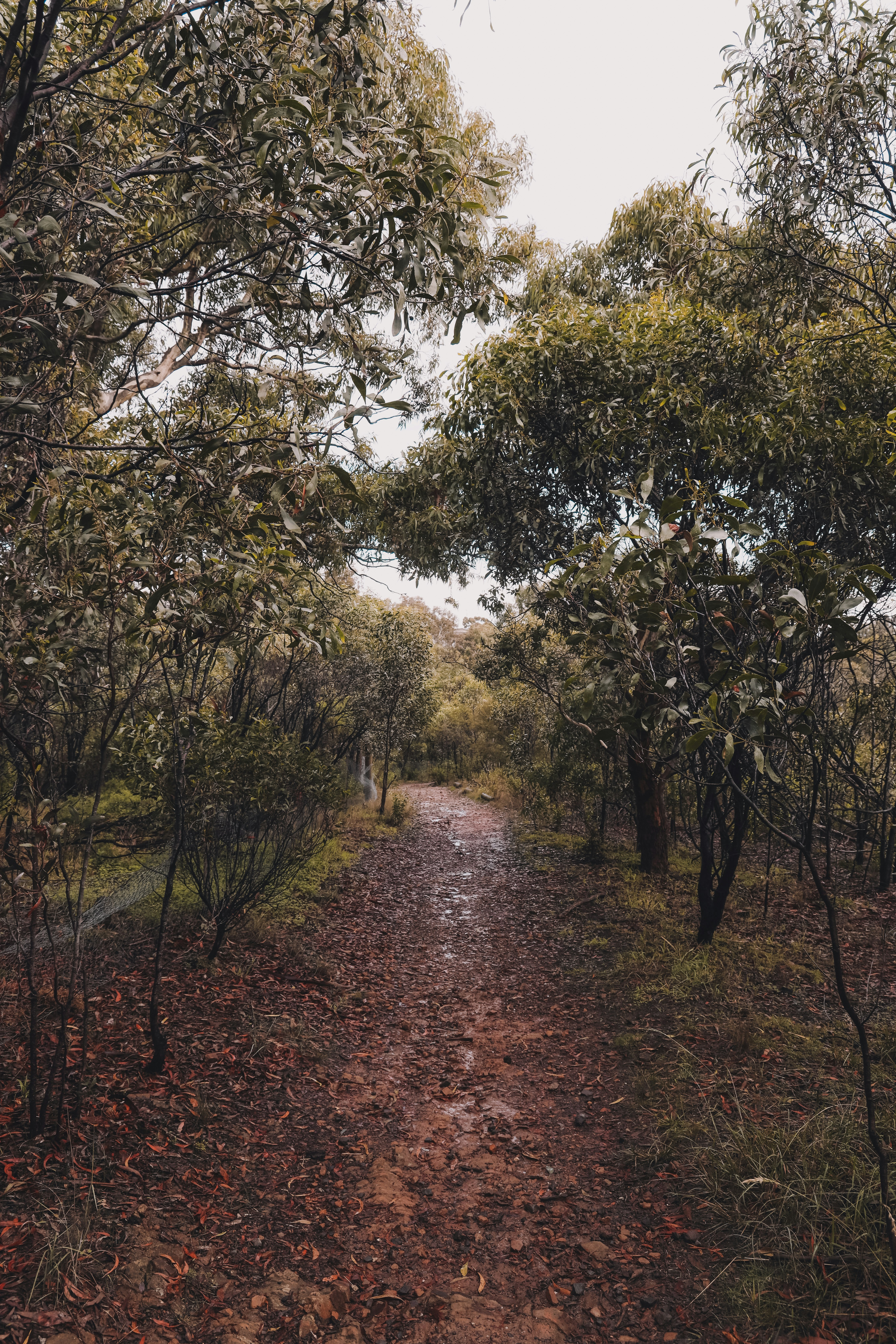 brown dirt road between green trees during daytime