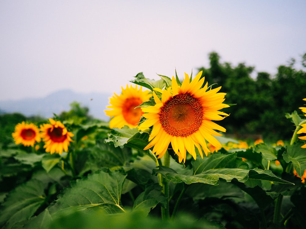 yellow sunflower in bloom during daytime