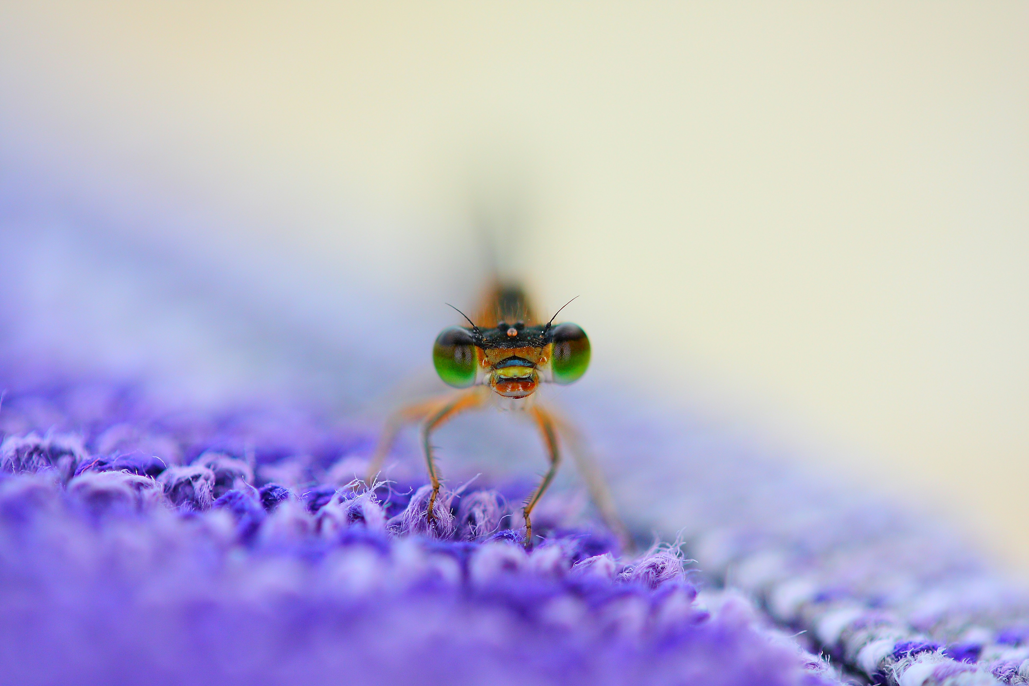 Electric Bicycles - A Short Standard On Exactly How To Get Electric Bicycles
