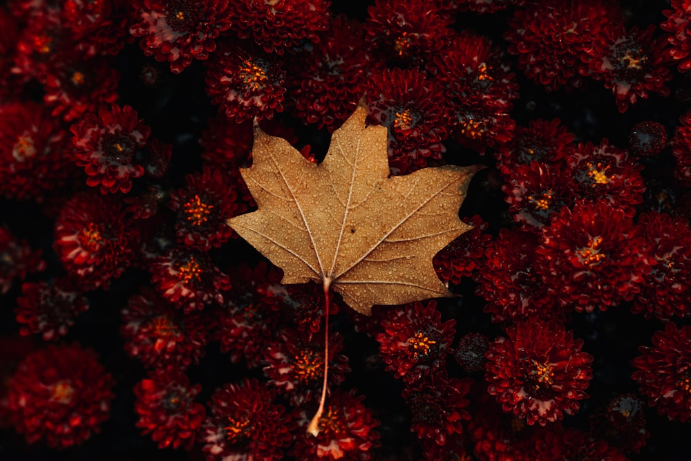 green maple leaf on red flowers