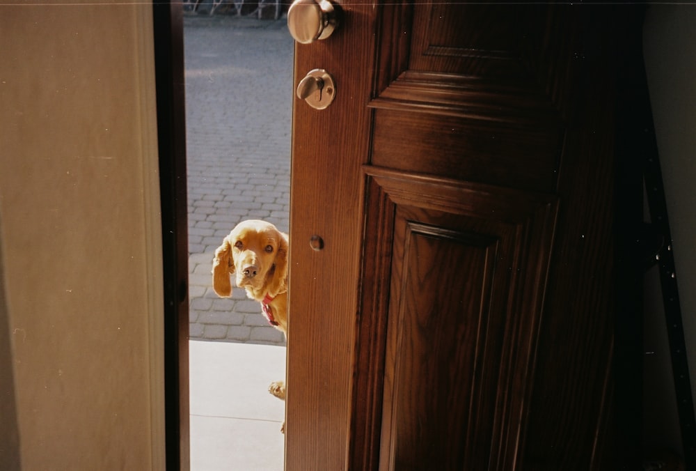 brown and white short coated dog on white ceramic floor tiles