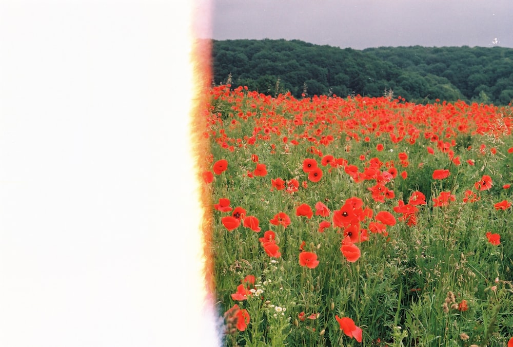 red flowers with green leaves