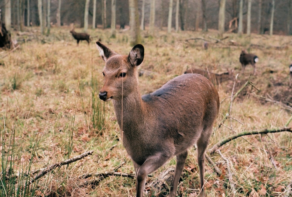 brown deer on green grass field during daytime