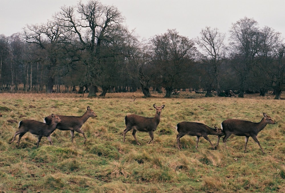 herd of deer on green grass field during daytime