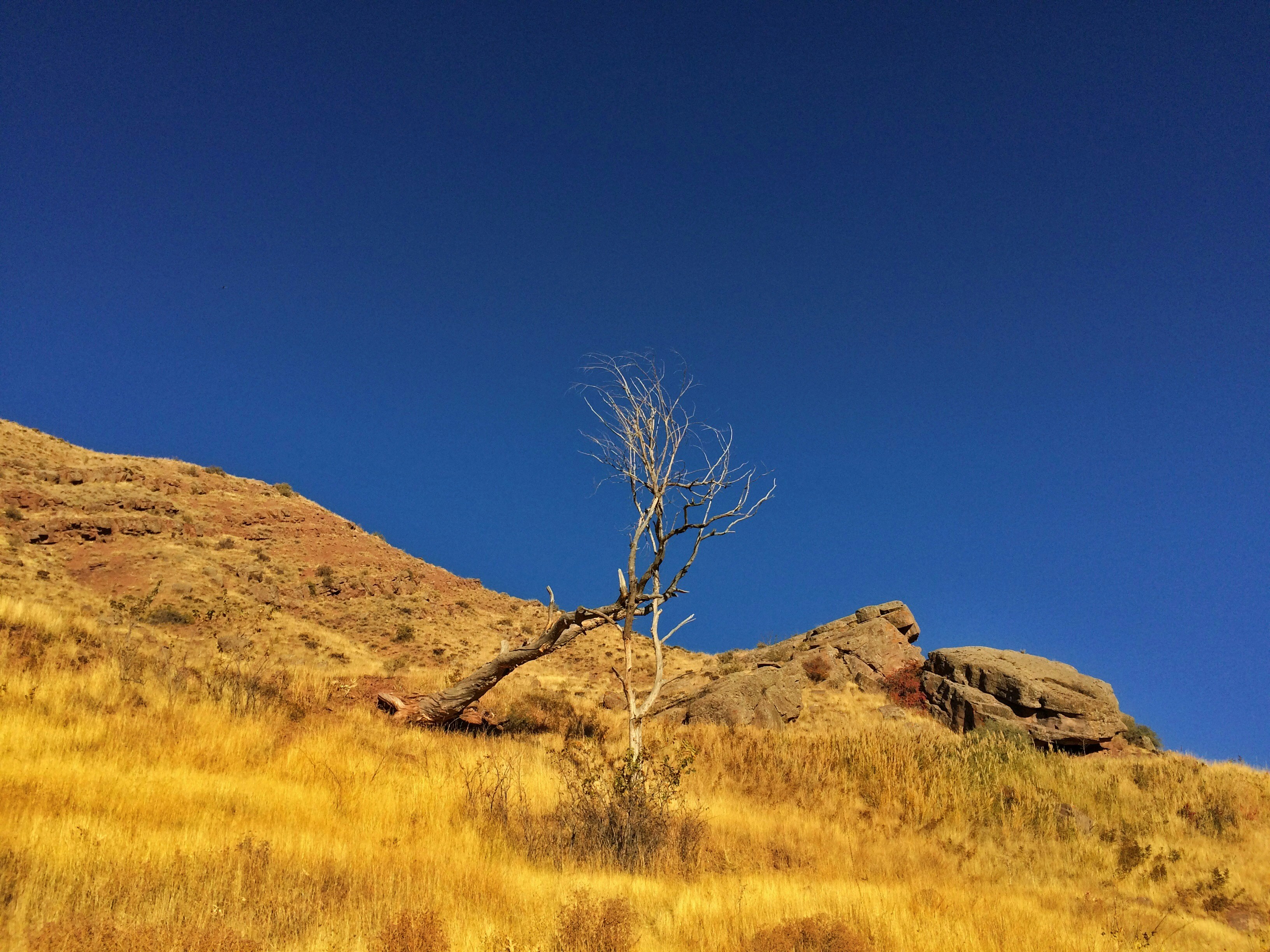 bare tree on brown grass field under blue sky during daytime