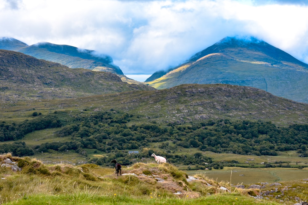 white and black cow on green grass field near mountain under white clouds during daytime