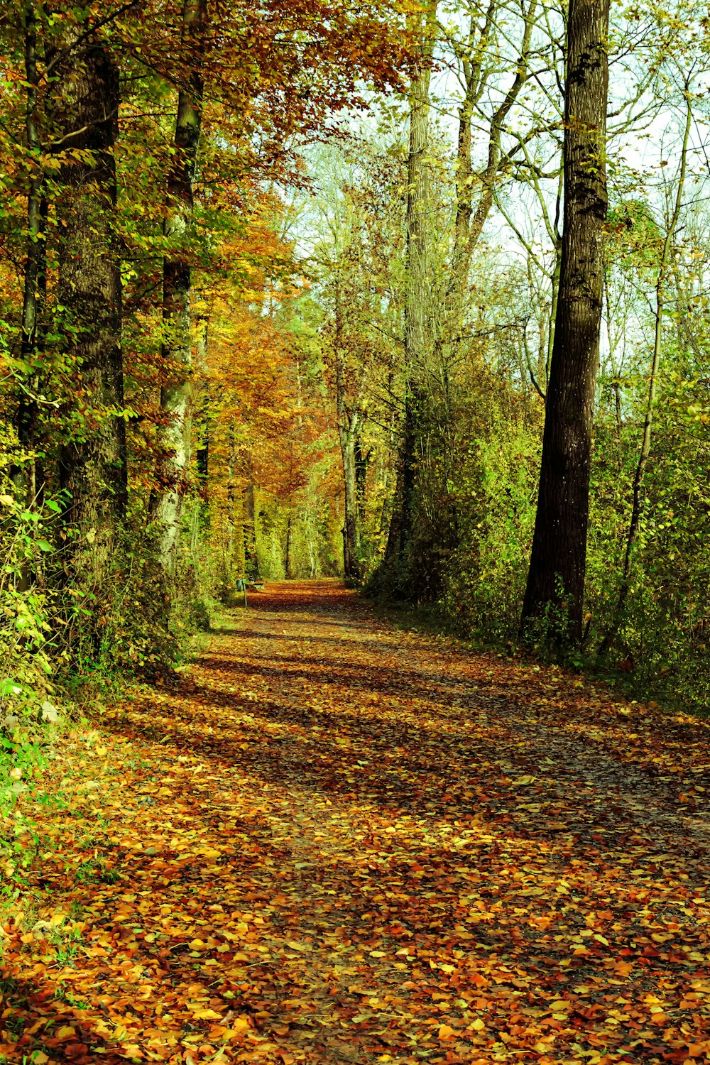 brown leaves on ground surrounded by trees