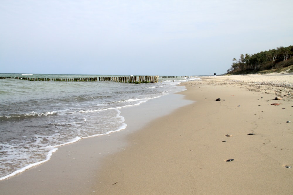 beach shore with green trees and body of water