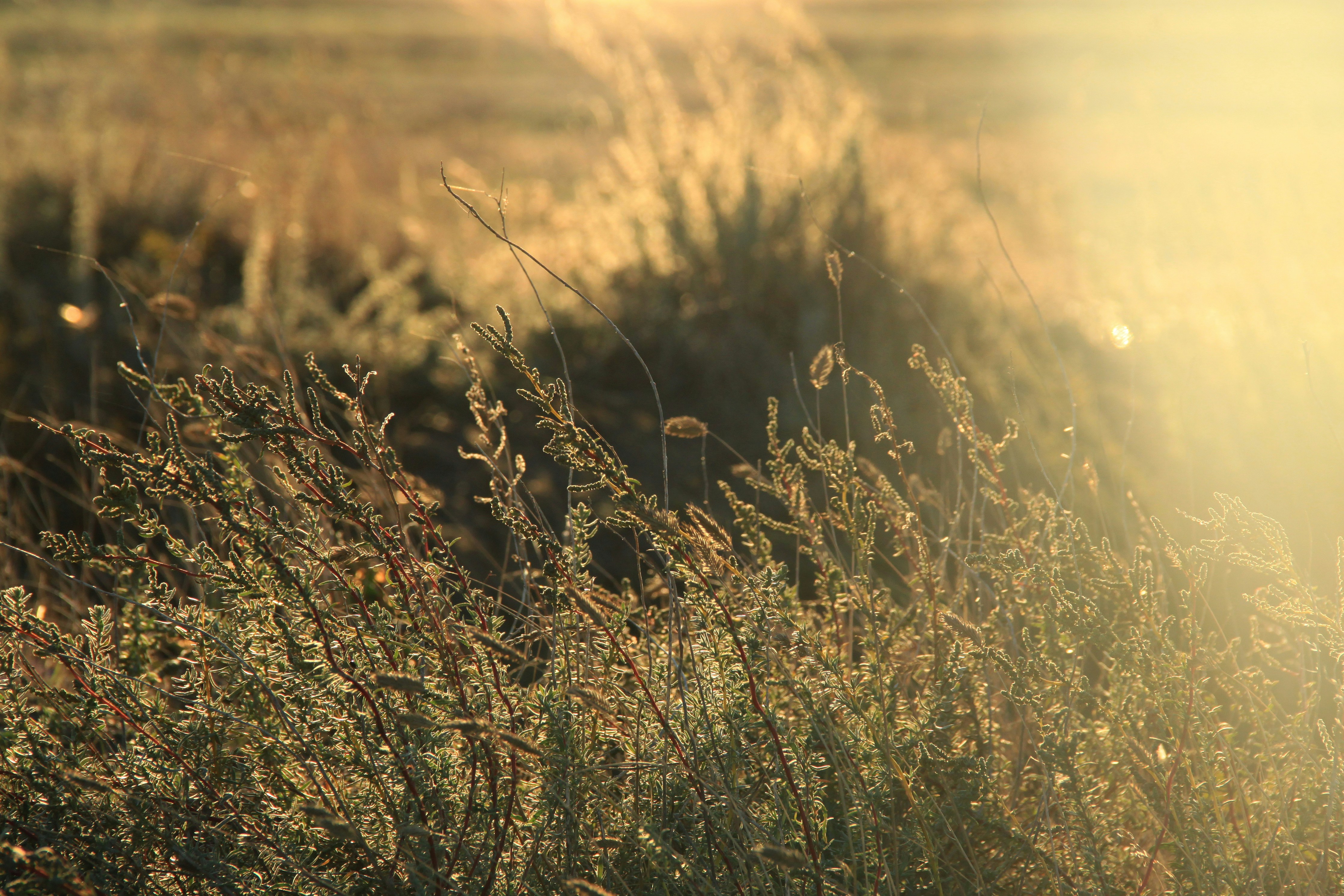 brown grass field during daytime