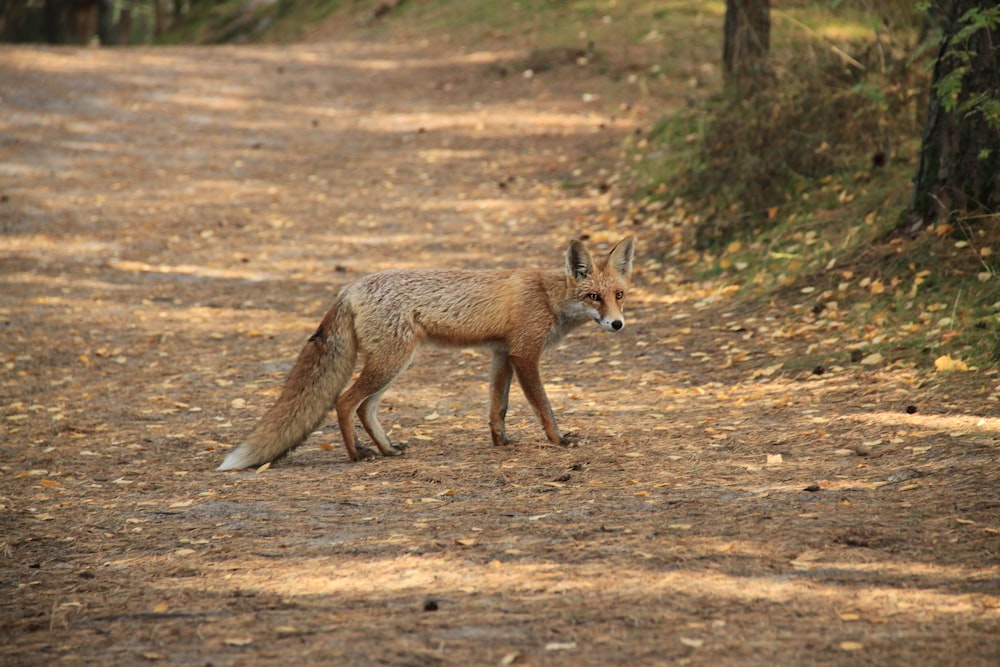 brown fox walking on brown dirt road during daytime