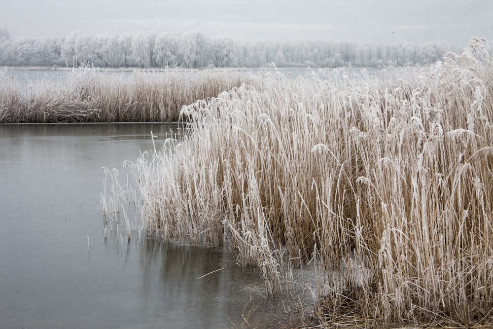 brown grass on body of water during daytime