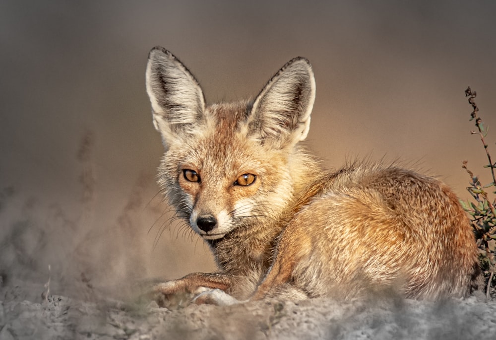 brown fox lying on snow