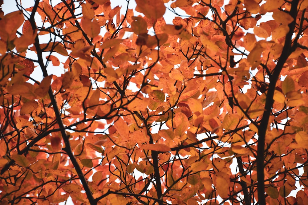 brown leaves on brown tree branch