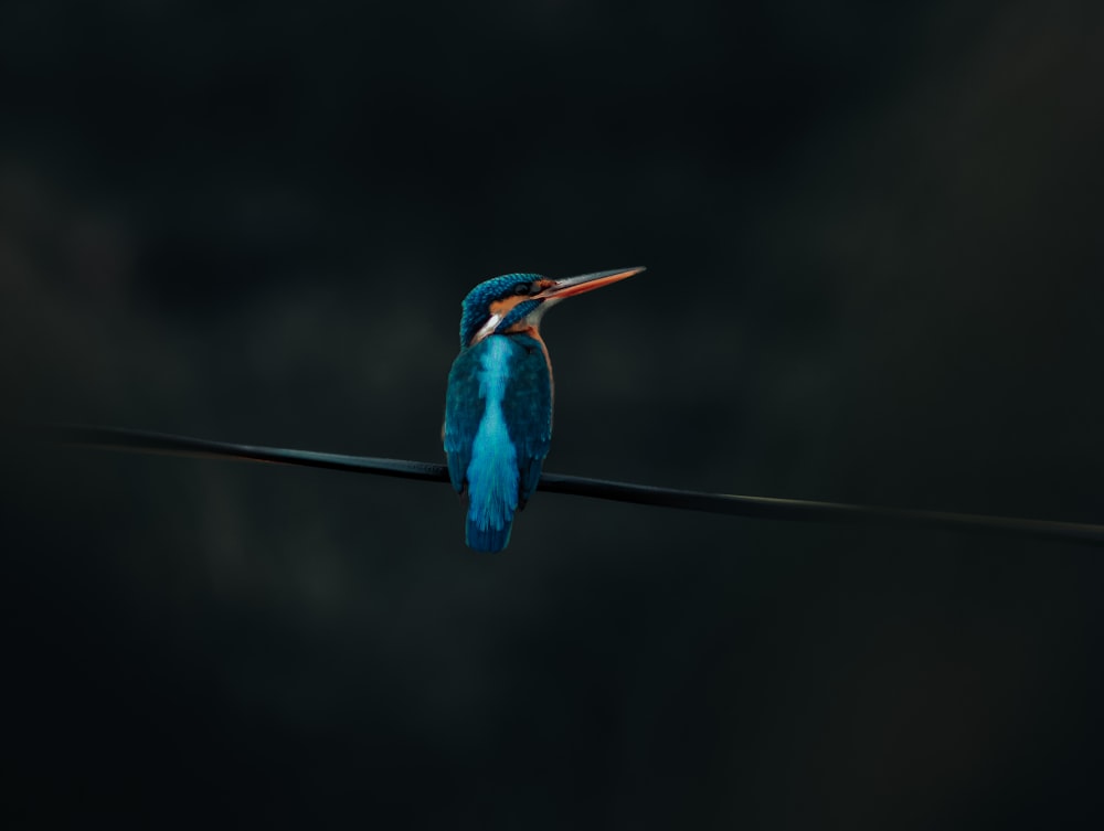 blue and brown bird on black wire