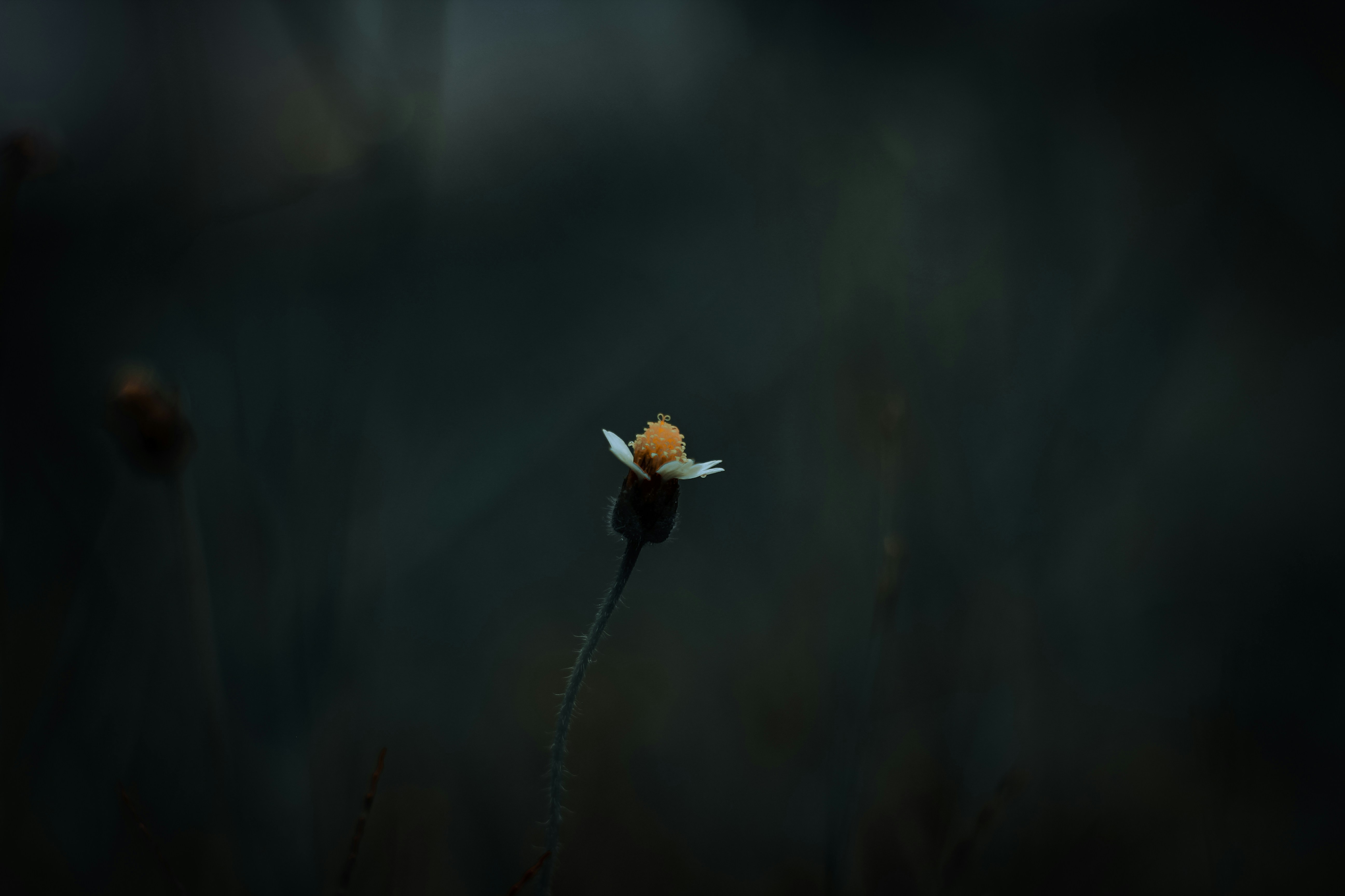 チルトシフトレンズの白い花