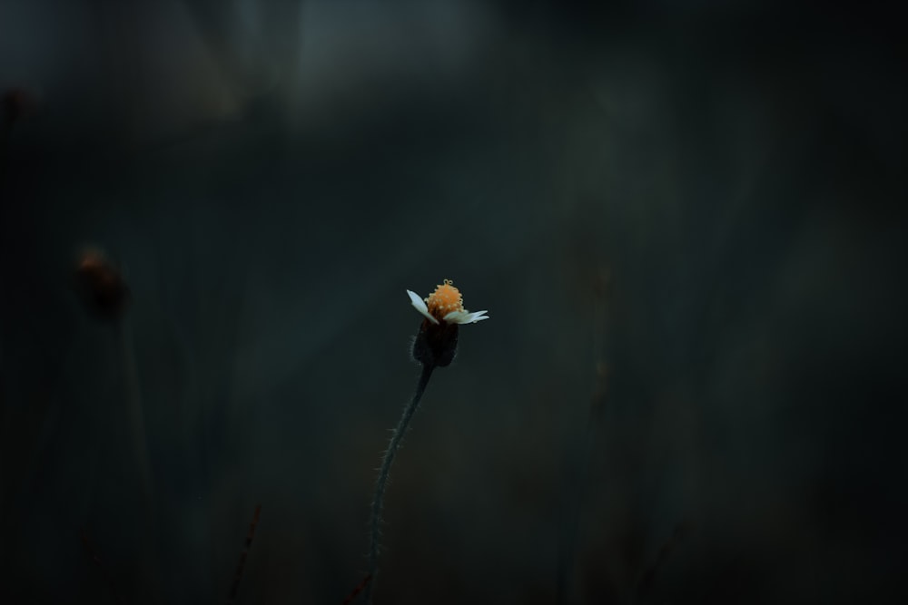 white flower in tilt shift lens