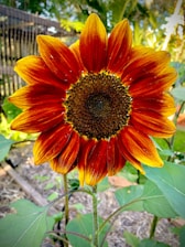 A vibrant sunflower with deep red petals fading to orange and yellow tips, set against a blurred outdoor backdrop of green foliage. The sunflower's center is dense with seeds, creating a bold contrast to the brightly colored petals.