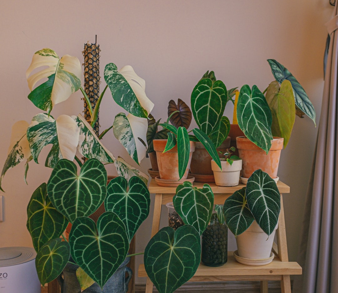 green and brown plant on brown clay pot