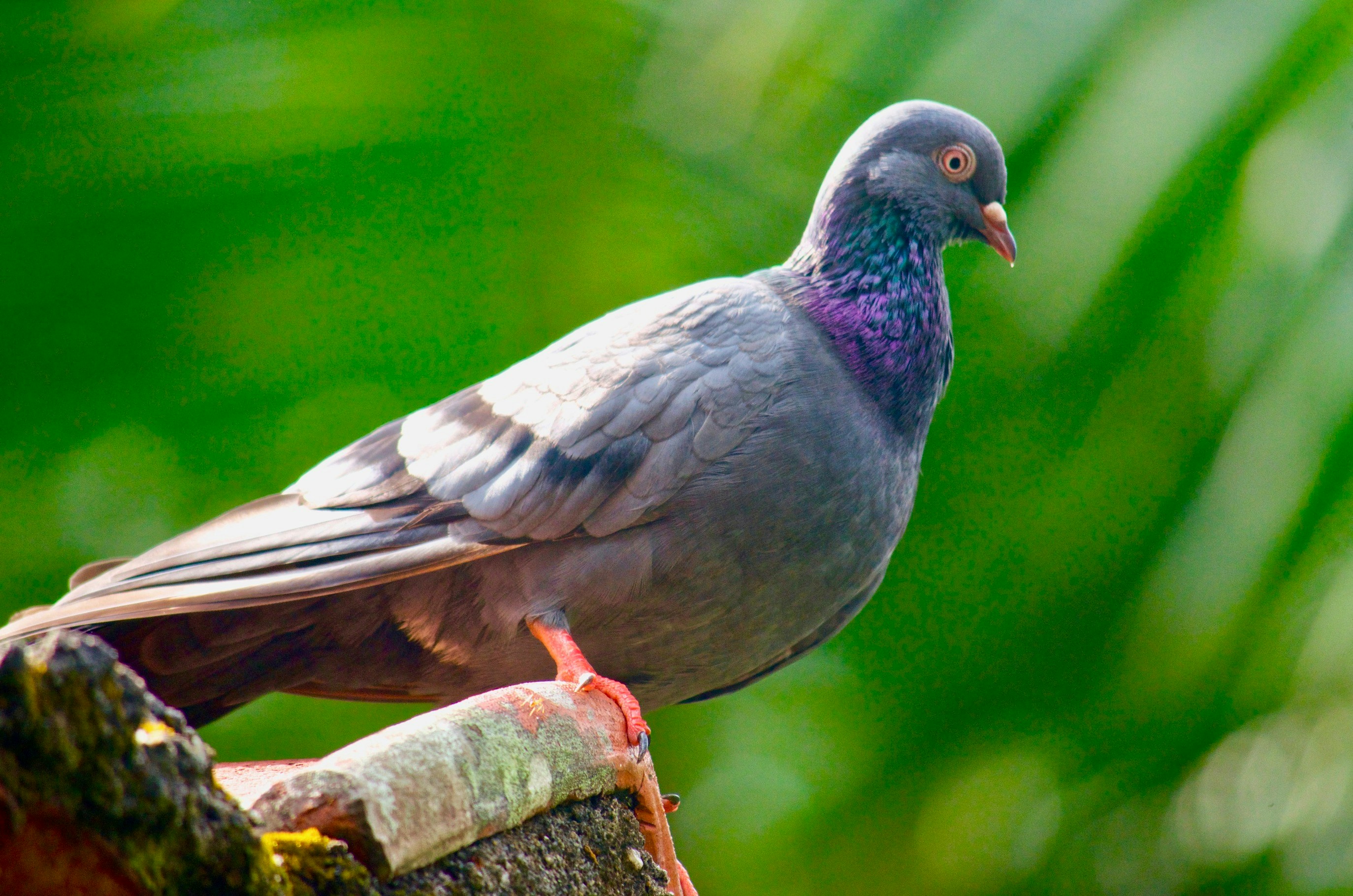 Photo by nilugunaratne